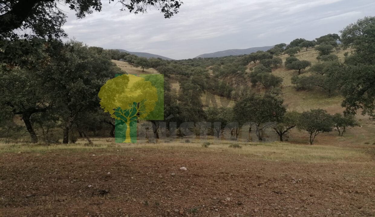 Z (5)