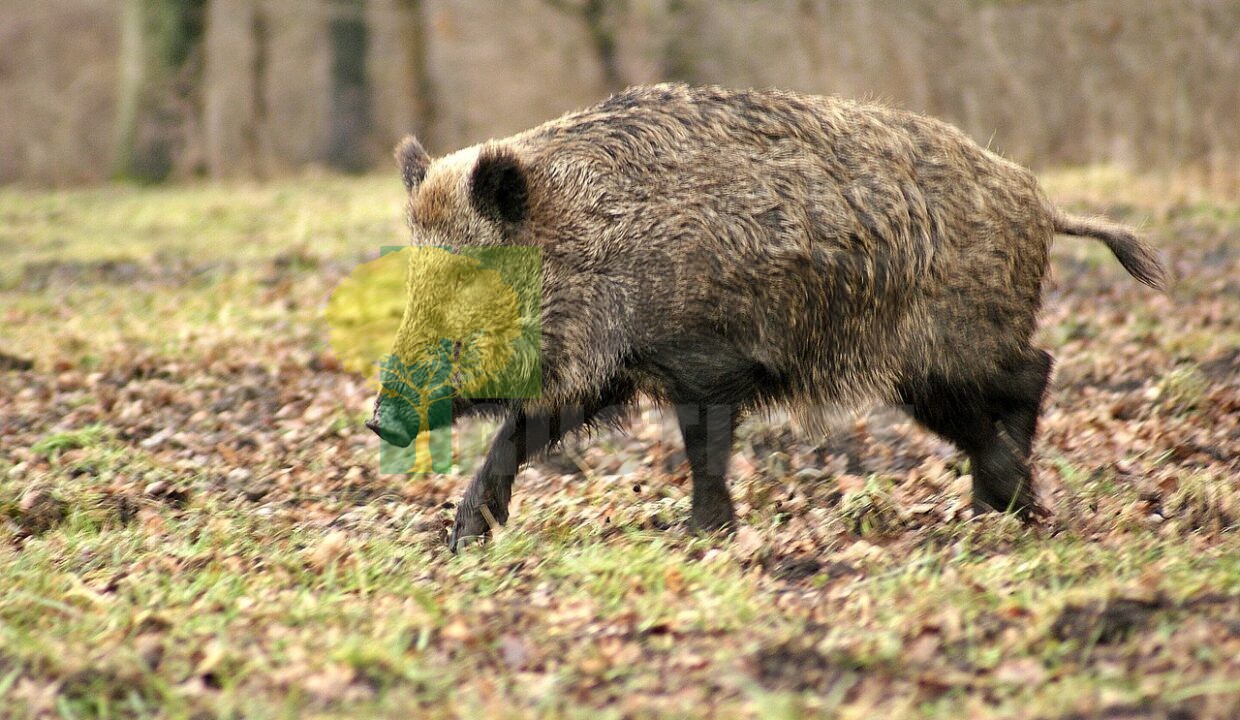 wild-boar-70420_1280
