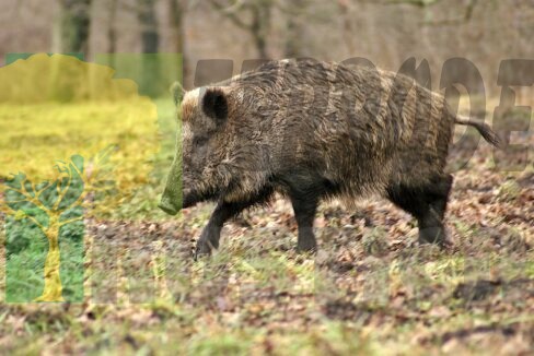 wild-boar-70420_1280