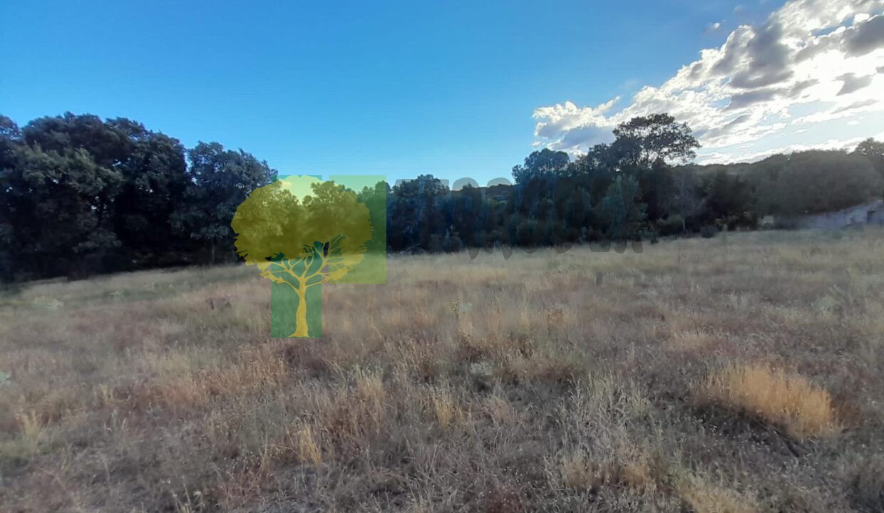 z (2)