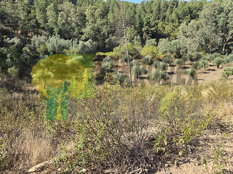 Z (10)