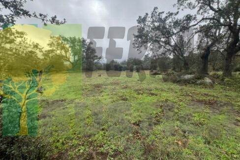 Z6