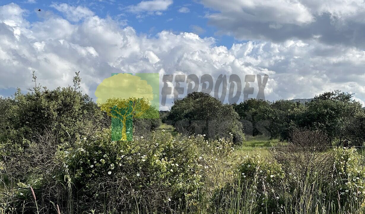 Z (1)