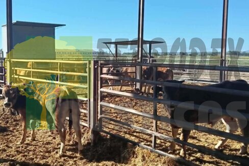 Z5