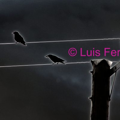 PÁJAROS ELÉCTRICOS