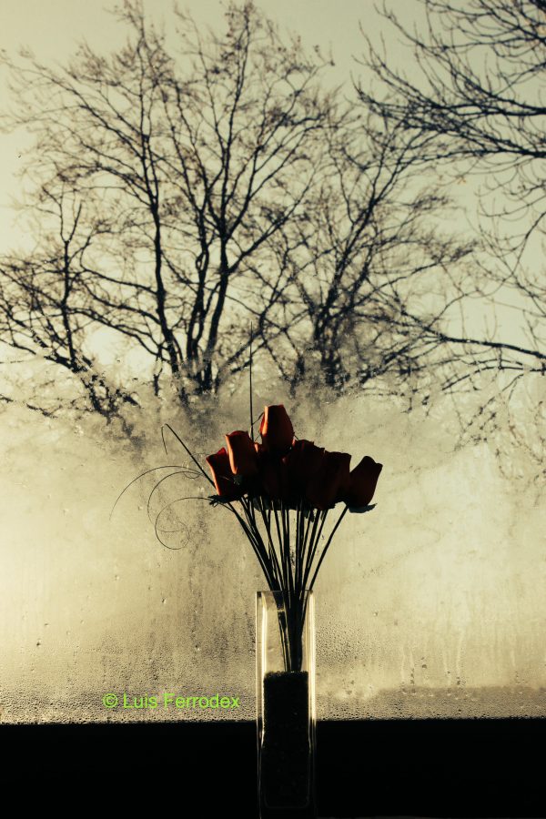 ROSAS AL AMANECER