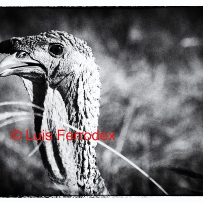 PAVO PLEBEYO