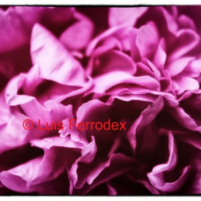 ROSA ROSAE 1