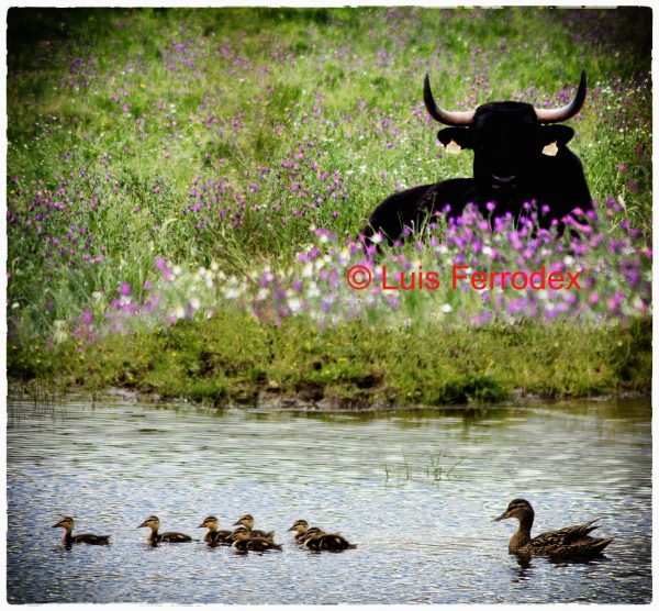 NATURALEZA VIVA